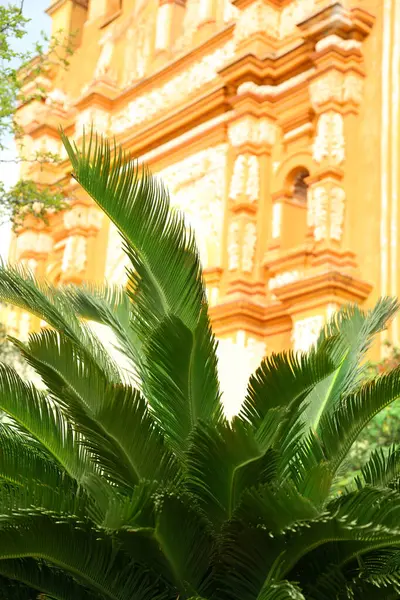 Piękna Palma Pobliżu Budynku Słoneczny Dzień Zbliżenie — Zdjęcie stockowe