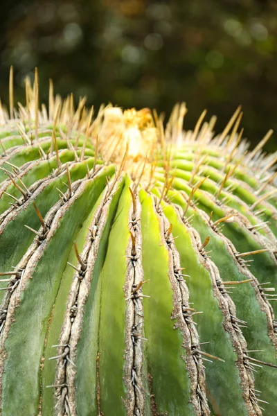 Крупный План Красивого Кактуса Солнечный День Тропические Растения — стоковое фото