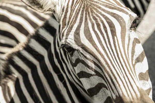 stock image Beautiful striped African zebra in safari park, closeup