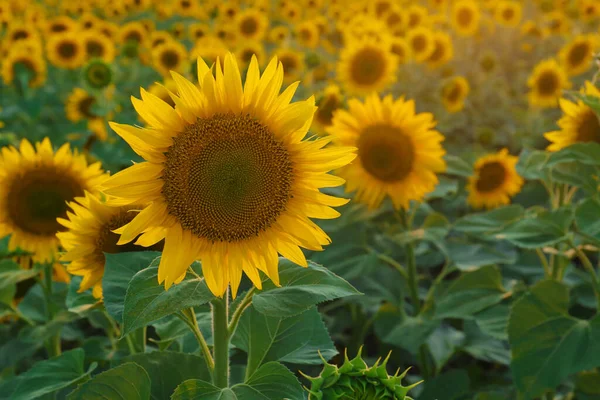 Vacker Blommande Solros Fält Sommardagen — Stockfoto