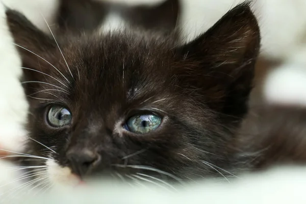 Cute Baby Kitten Cozy Blanket Closeup — ストック写真