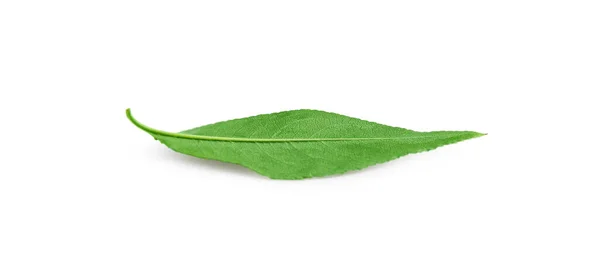 Ein Frisches Grünes Blatt Isoliert Auf Weiß — Stockfoto