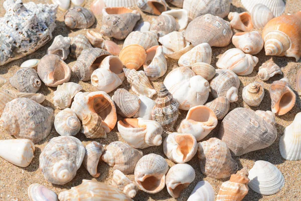Many Beautiful Sea Shells Sand Closeup — Zdjęcie stockowe