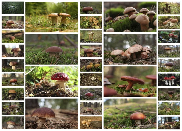 stock image Collage with photos of different wild mushrooms in forest