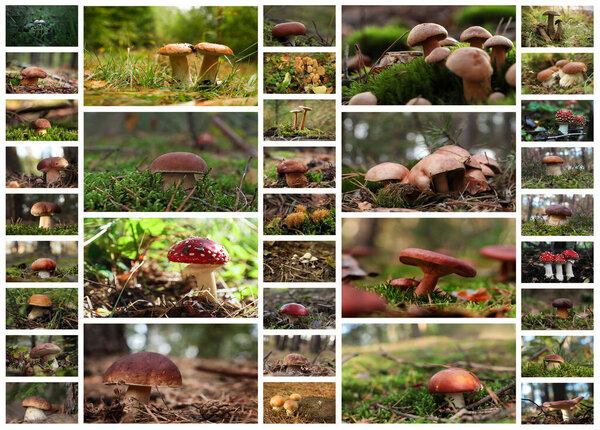 Collage with photos of different wild mushrooms in forest