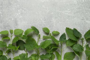 Taze yeşil limon merhemi yaprakları açık gri masada, düz yerde. Metin için boşluk