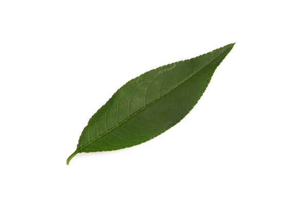 Ένα Φρέσκο Πράσινο Φύλλο Απομονωμένο Λευκό — Φωτογραφία Αρχείου