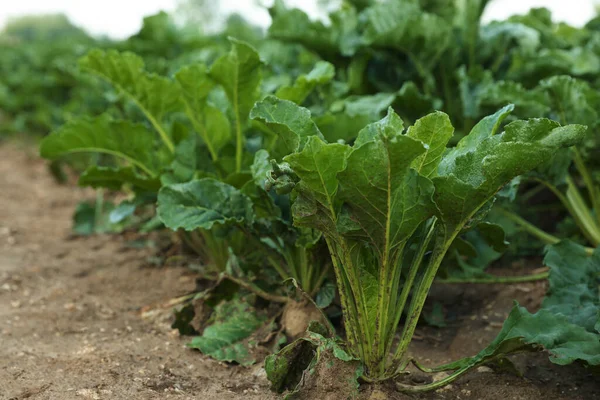 White beet plants with green leaves growing in field