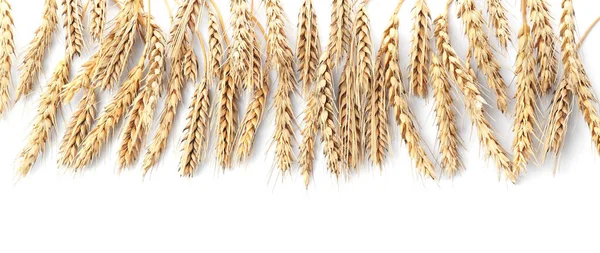 Many Ears Wheat White Background Flat Lay Space Text — Foto Stock