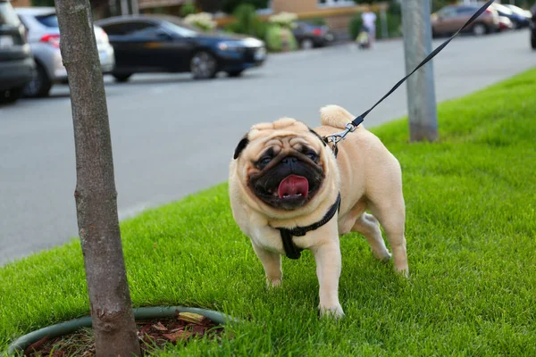 stock image Cute pug with leash on green lawn outdoors. Dog walking