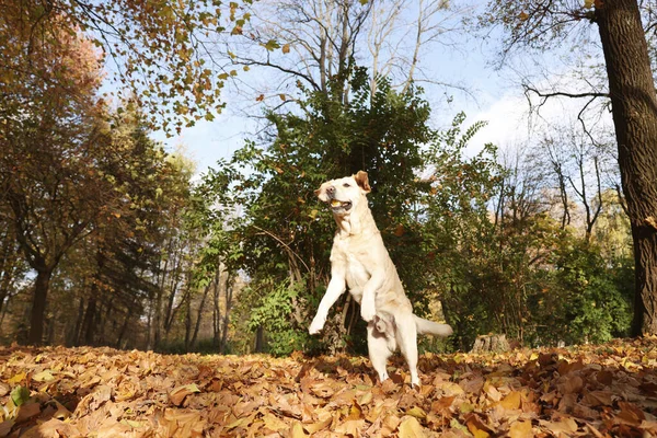 Cute Labrador Retriever Cão Saltando Ensolarado Parque Outono — Fotografia de Stock