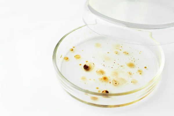 Petri dish with bacteria colony on white background