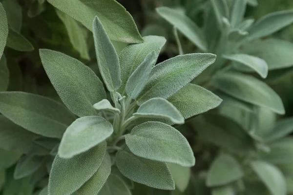 Vacker Salvia Växt Med Gröna Blad Växer Utomhus Närbild — Stockfoto