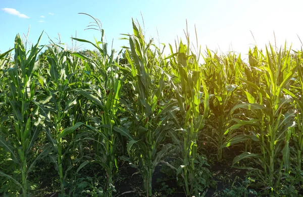 Beautiful View Corn Growing Field — Stock Photo, Image