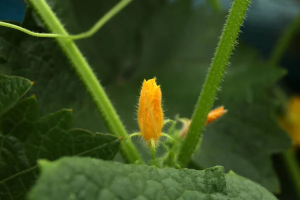 Bulanık Arkaplanda Çiçek Açan Salatalık Bitkisi Yakın Plan — Stok fotoğraf