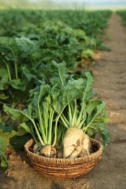 Wicker basket with fresh white beets in field