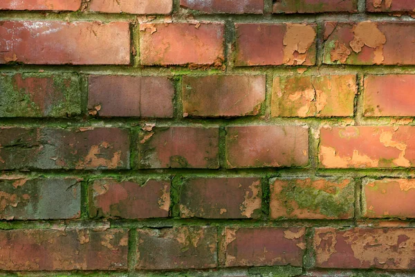 Tegelvägg Igenvuxen Med Grön Mossa Utomhus Närbild — Stockfoto