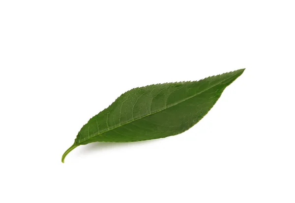 Jeden Świeży Zielony Liść Izolowany Białym — Zdjęcie stockowe