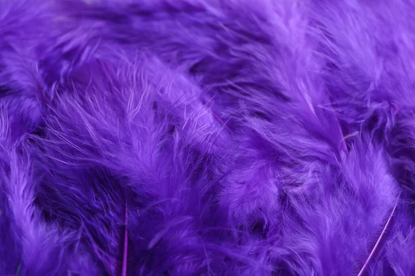 Много Фиолетовых Красивых Перьев Качестве Фона Крупным Планом — стоковое фото