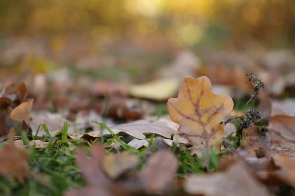 Schöne Abgefallene Blätter Unter Grünem Gras Freien Sonnigen Tagen Nahaufnahme — Stockfoto