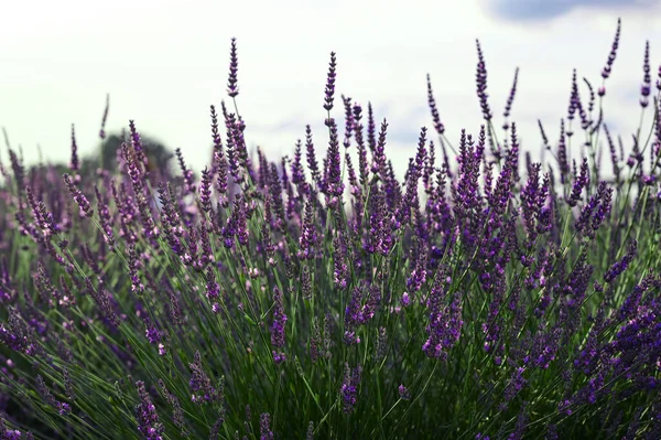 Beautiful Blooming Lavender Plants Growing Field —  Fotos de Stock