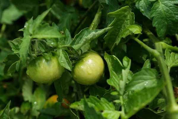 Närbild Omogna Tomater Trädgården — Stockfoto