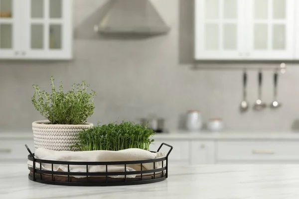 Microgreens Potted Bonitos Tabela Branca Cozinha Espaço Para Texto — Fotografia de Stock