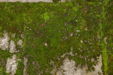 Arkaplan olarak yosun içeren desenli yüzey, üst görünüm