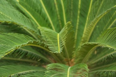 Güzel tropik palmiye yapraklarının yakın görüntüsü