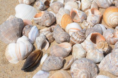 Many beautiful sea shells on sand, closeup