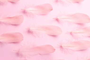 Beautiful feathers on light pink background, flat lay