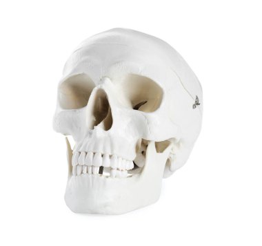 Beyaz dişli insan kafatası