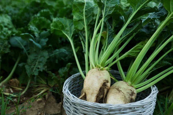 Fresh white beet plants in wicker basket outdoors, closeup. Space for text