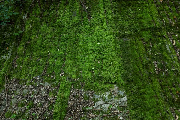 Stone Wall Overgrown Green Moss Outdoors — стоковое фото