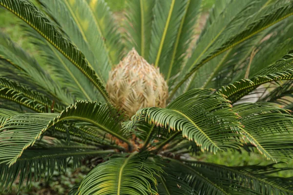 Vue Rapprochée Belles Feuilles Palmiers Tropicaux — Photo