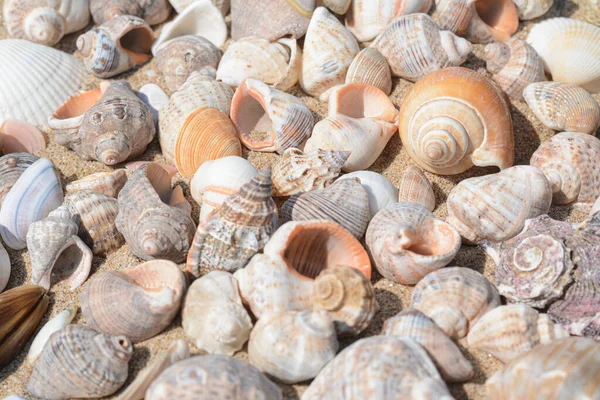 Many Beautiful Sea Shells Sand Closeup —  Fotos de Stock