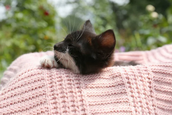 かわいい猫はピンクのニット生地の上に休息屋外で クローズアップ — ストック写真