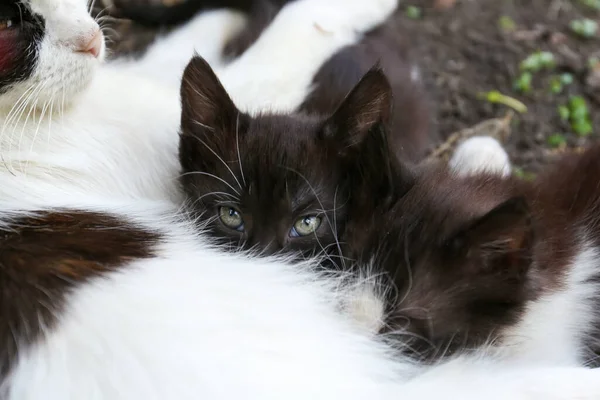 Χαριτωμένες Χνουδωτές Γάτες Που Αναπαύονται Στην Πίσω Αυλή Κοντινό Πλάνο — Φωτογραφία Αρχείου