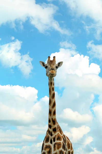 Bella Giraffa Africana Maculata Contro Cielo Blu — Foto Stock