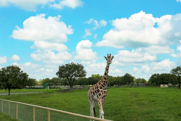 Belle Girafe Africaine Tachetée Dans Parc Safari — Photo