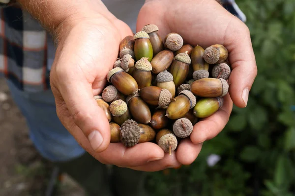 stock image Man holding pile of dry acorns outdoors, closeup