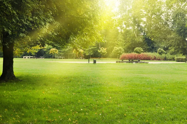 stock image Beautiful view of public city park with many trees, green grass and dry leaves