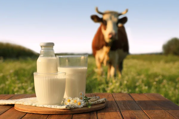Milk with camomiles on wooden table and cow grazing in meadow