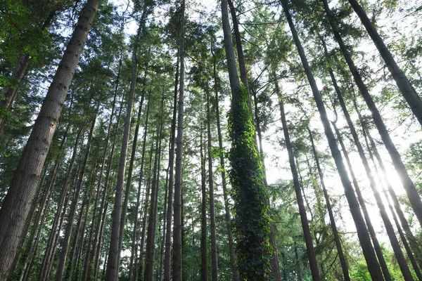 Krásný Výhled Zelené Stromy Lese — Stock fotografie