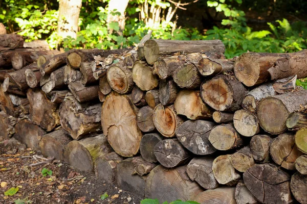 Mucchio Diversi Tronchi Legno Tagliato All Aperto — Foto Stock