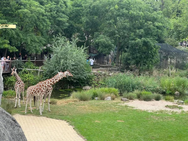 Rotterdam Niederlande August 2022 Gruppe Schöner Giraffen Zoo Gehege — Stockfoto