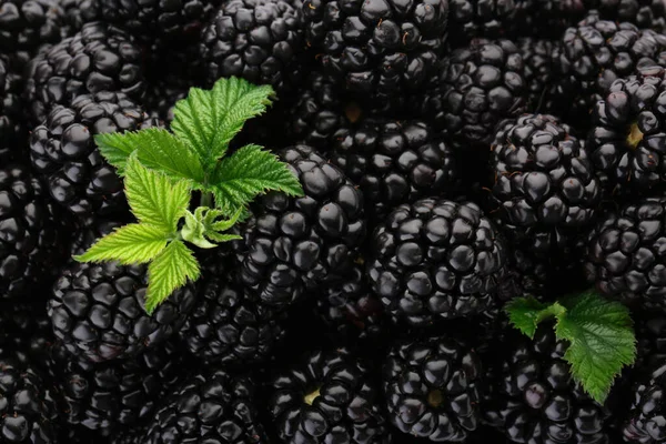 口感成熟的黑莓和叶子为背景 — 图库照片