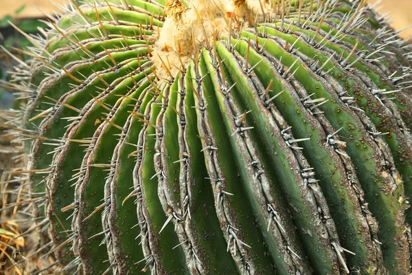 Vista Vicino Del Bellissimo Cactus Nella Giornata Sole Impianto Tropicale — Foto Stock