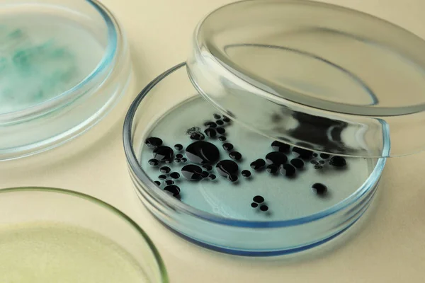 Petrischalen Met Verschillende Bacteriënkolonies Beige Achtergrond Close — Stockfoto