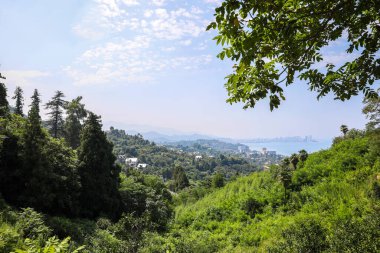 Denize yakın dağlardaki ağaçların resimli görüntüsü